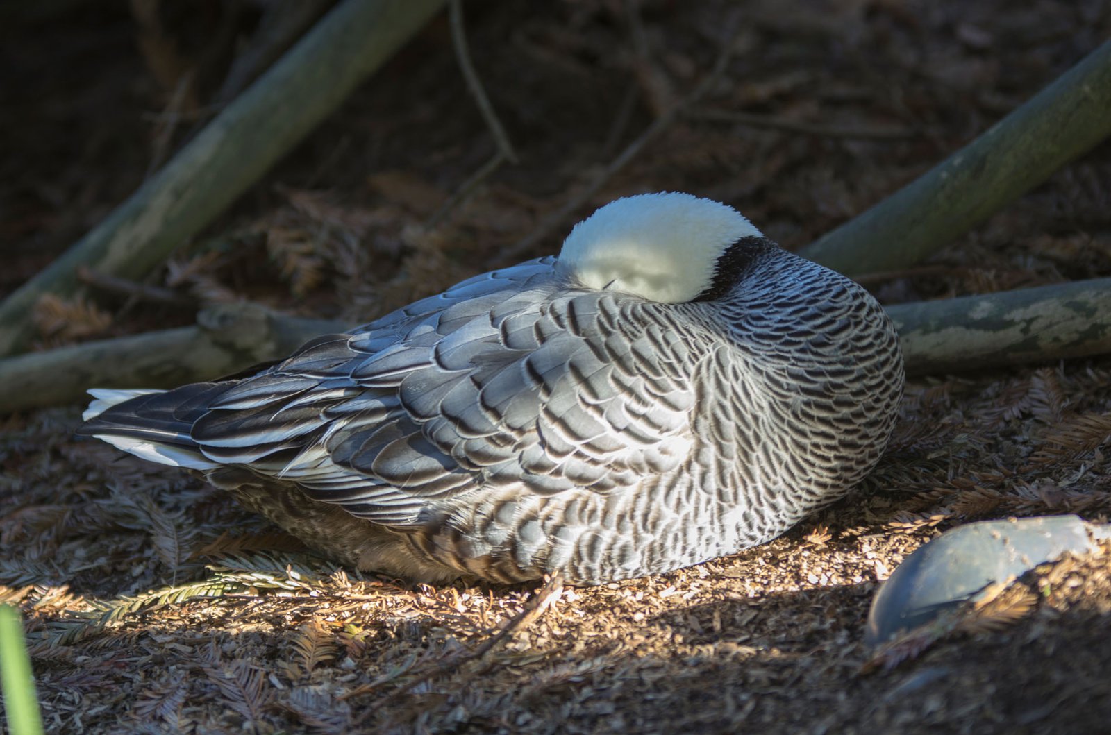 San Diego Zoo Part I 078
